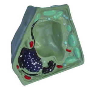 Model of plant cell